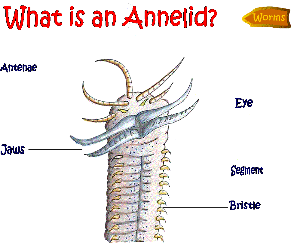 what is an annelid
